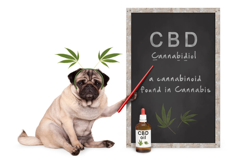How Does CBD Work And What Does It Feel Like?